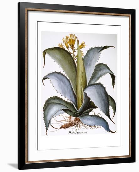 Agave, 1613-Besler Basilius-Framed Giclee Print