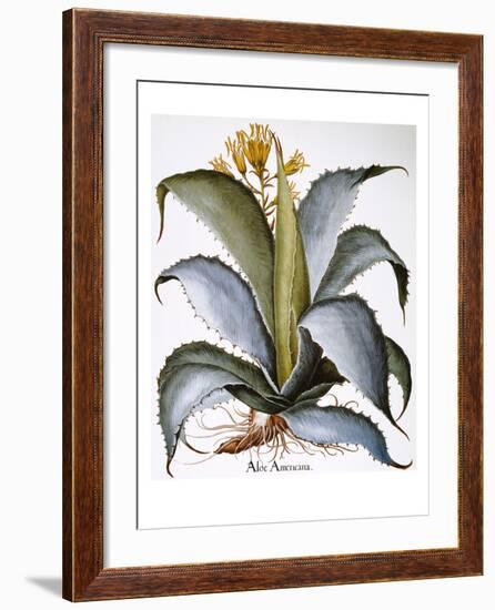 Agave, 1613-Besler Basilius-Framed Giclee Print