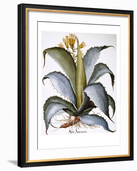 Agave, 1613-Besler Basilius-Framed Giclee Print