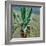 Agave, 1891-Viktor Elpidiforovich Borisov-musatov-Framed Giclee Print