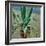 Agave, 1891-Viktor Elpidiforovich Borisov-musatov-Framed Giclee Print