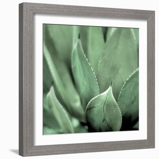 Agave #4-Alan Blaustein-Framed Photographic Print