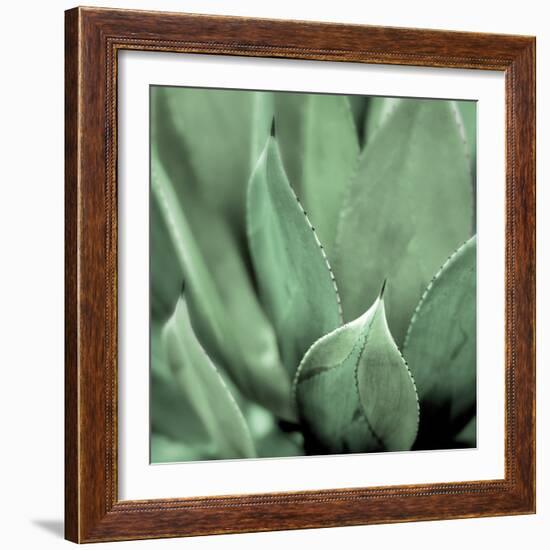 Agave #4-Alan Blaustein-Framed Photographic Print