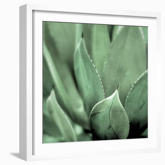 Agave #4-Alan Blaustein-Framed Photographic Print