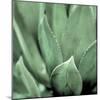 Agave #4-Alan Blaustein-Mounted Photographic Print