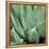 Agave #4-Alan Blaustein-Framed Stretched Canvas