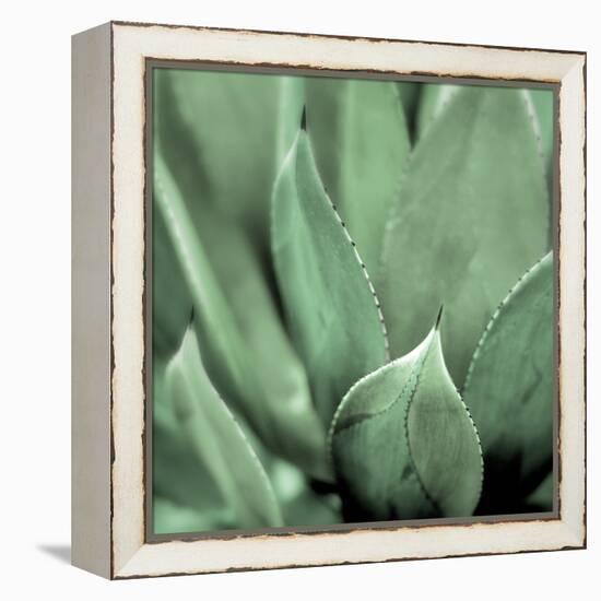 Agave #4-Alan Blaustein-Framed Stretched Canvas