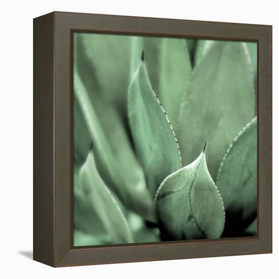 Agave #4-Alan Blaustein-Framed Stretched Canvas