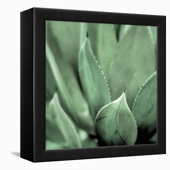 Agave #4-Alan Blaustein-Framed Stretched Canvas