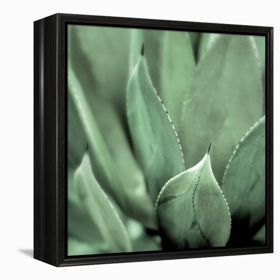 Agave #4-Alan Blaustein-Framed Stretched Canvas