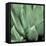 Agave #4-Alan Blaustein-Framed Stretched Canvas