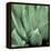 Agave #4-Alan Blaustein-Framed Stretched Canvas