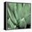 Agave #4-Alan Blaustein-Framed Stretched Canvas