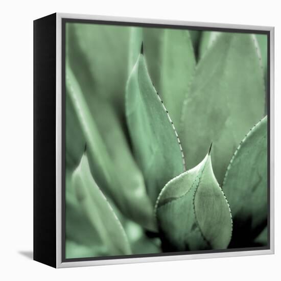 Agave #4-Alan Blaustein-Framed Stretched Canvas