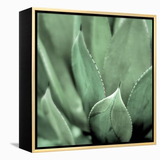 Agave #4-Alan Blaustein-Framed Stretched Canvas