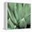 Agave #4-Alan Blaustein-Framed Stretched Canvas