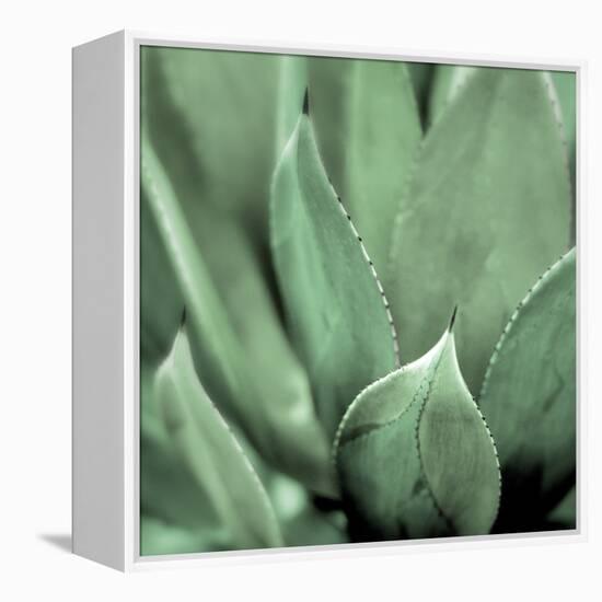 Agave #4-Alan Blaustein-Framed Stretched Canvas