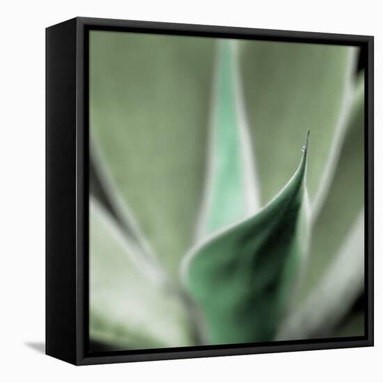 Agave #5-Alan Blaustein-Framed Stretched Canvas