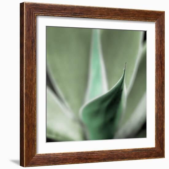 Agave #5-Alan Blaustein-Framed Photographic Print