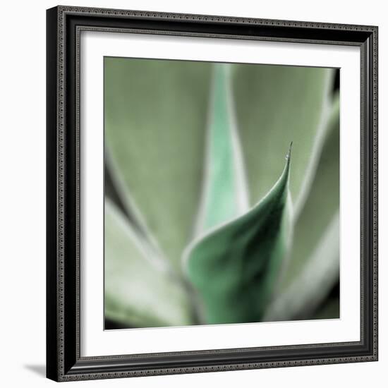 Agave #5-Alan Blaustein-Framed Photographic Print