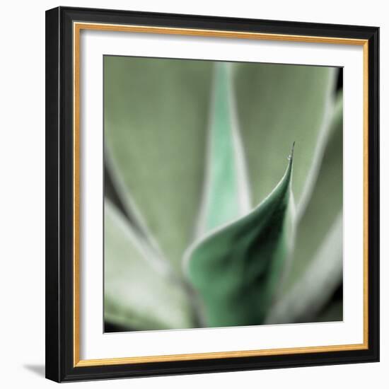 Agave #5-Alan Blaustein-Framed Photographic Print