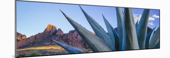 Agave (Agave havardiana) plant in desert and Chisos mountains in background, Big Bend National P...-Panoramic Images-Mounted Photographic Print