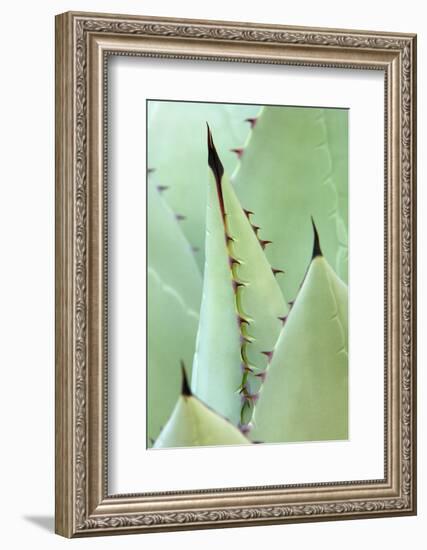 Agave, Agave Parrasana, Detail, Nature, Botany-Herbert Kehrer-Framed Photographic Print