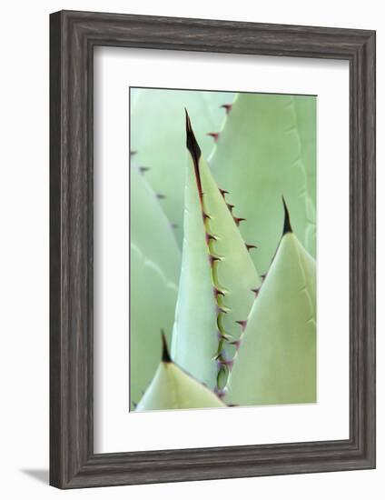 Agave, Agave Parrasana, Detail, Nature, Botany-Herbert Kehrer-Framed Photographic Print