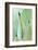 Agave, Agave Parrasana, Detail, Nature, Botany-Herbert Kehrer-Framed Photographic Print