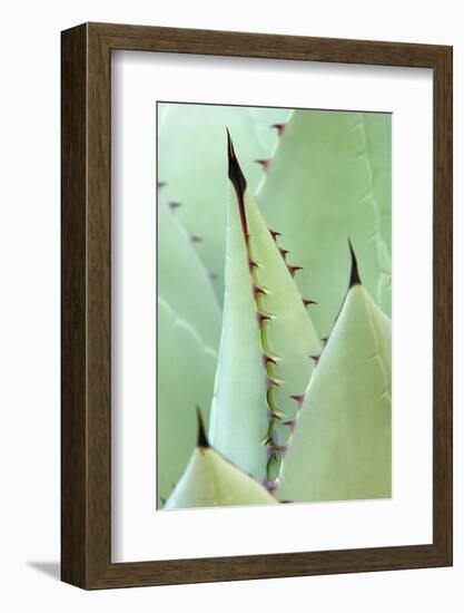 Agave, Agave Parrasana, Detail, Nature, Botany-Herbert Kehrer-Framed Photographic Print