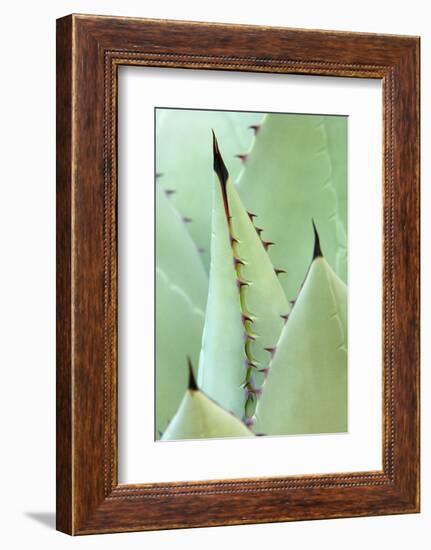 Agave, Agave Parrasana, Detail, Nature, Botany-Herbert Kehrer-Framed Photographic Print