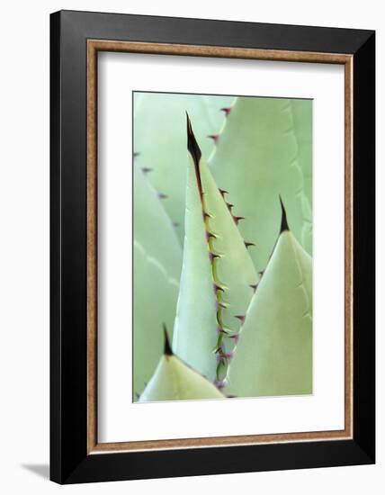 Agave, Agave Parrasana, Detail, Nature, Botany-Herbert Kehrer-Framed Photographic Print