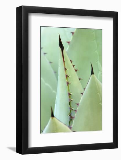 Agave, Agave Parrasana, Detail, Nature, Botany-Herbert Kehrer-Framed Photographic Print