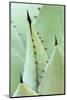 Agave, Agave Parrasana, Detail, Nature, Botany-Herbert Kehrer-Mounted Photographic Print