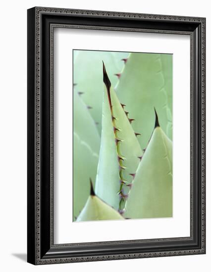 Agave, Agave Parrasana, Detail, Nature, Botany-Herbert Kehrer-Framed Photographic Print