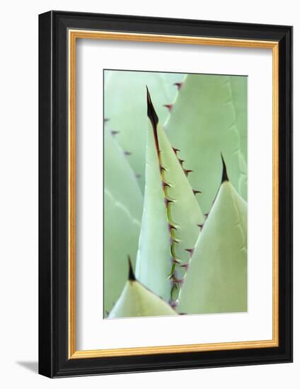 Agave, Agave Parrasana, Detail, Nature, Botany-Herbert Kehrer-Framed Photographic Print