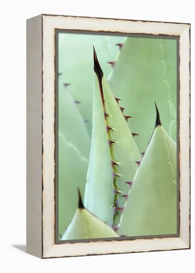 Agave, Agave Parrasana, Detail, Nature, Botany-Herbert Kehrer-Framed Premier Image Canvas