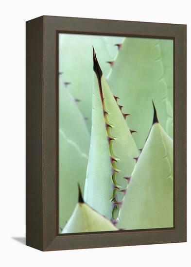 Agave, Agave Parrasana, Detail, Nature, Botany-Herbert Kehrer-Framed Premier Image Canvas