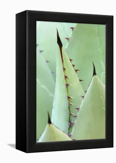 Agave, Agave Parrasana, Detail, Nature, Botany-Herbert Kehrer-Framed Premier Image Canvas