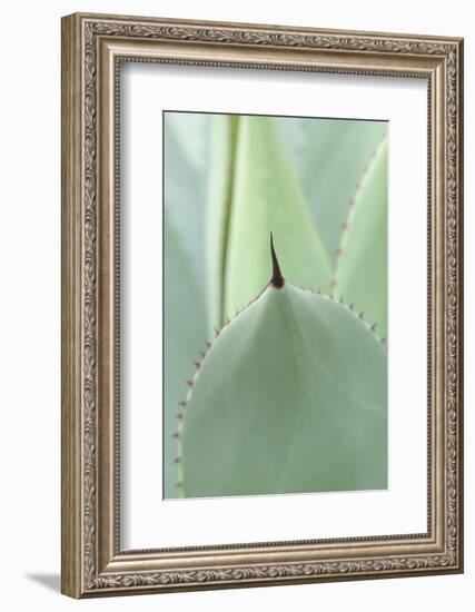 Agave, Agave Parryi, Medium Close-Up-Herbert Kehrer-Framed Photographic Print