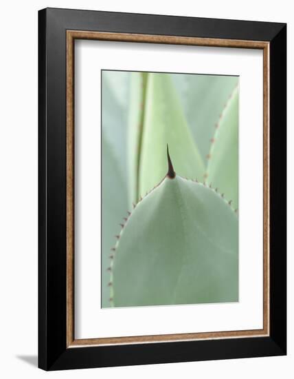 Agave, Agave Parryi, Medium Close-Up-Herbert Kehrer-Framed Photographic Print