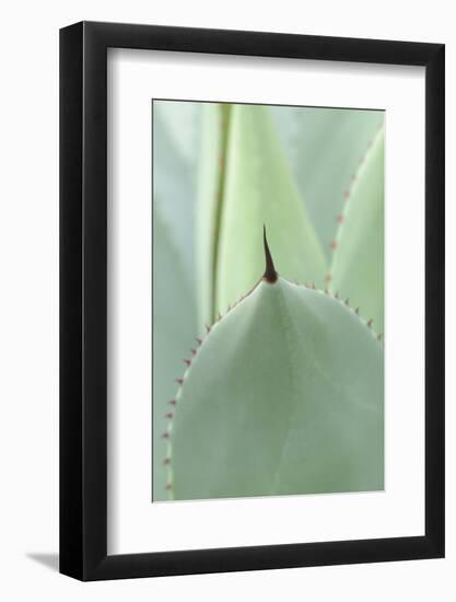 Agave, Agave Parryi, Medium Close-Up-Herbert Kehrer-Framed Photographic Print