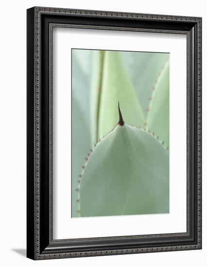 Agave, Agave Parryi, Medium Close-Up-Herbert Kehrer-Framed Photographic Print