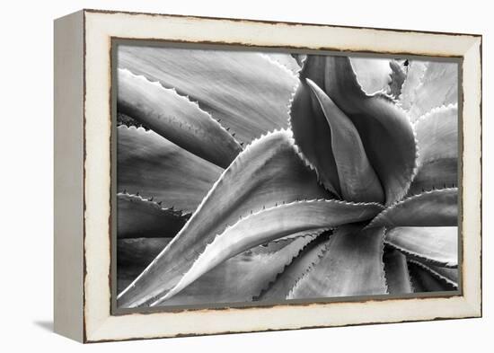 Agave Americana-Moises Levy-Framed Premier Image Canvas