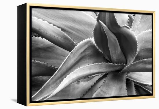 Agave Americana-Moises Levy-Framed Premier Image Canvas