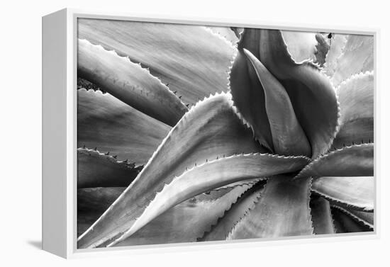 Agave Americana-Moises Levy-Framed Premier Image Canvas