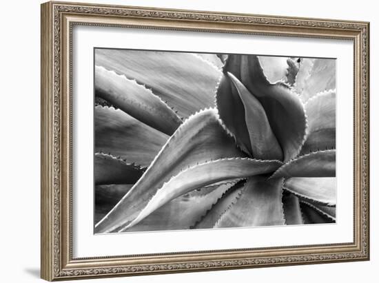 Agave Americana-Moises Levy-Framed Premium Photographic Print
