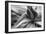 Agave Americana-Moises Levy-Framed Premium Photographic Print