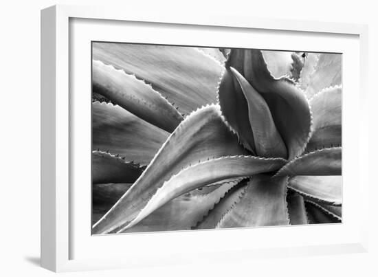 Agave Americana-Moises Levy-Framed Premium Photographic Print