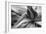 Agave Americana-Moises Levy-Framed Premium Photographic Print